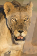 Lioness (Panthera leo) in the Kalahari, Kgalagadi Transfrontier Park, Northern Cape, South Africa, February 2016
