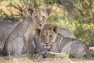 Lion cubs (Panthera leo) in the Kalahari, Kgalagadi Transfrontier Park, Northern Cape, South Africa, February 2016