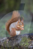 Red squirrel (Sciurus vulgaris), Eskrigg nature reserve, Lockerbie, Scotland, December 2016