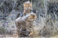 Cheetah (Acinonyx jubatus) cubs, Kgalagadi Transfronter Park, Northern Cape, South Africa, June 2016