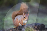Red squirrel (Sciurus vulgaris), Eskrigg nature reserve, Lockerbie, Scotland, December 2016