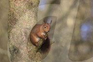 Red squirrel (Sciurus vulgaris), Eskrigg nature reserve, Lockerbie, Scotland, December 2016