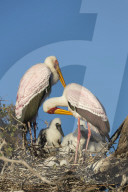 Yellow-billed stork (Mycteria ibis) on nest, Chobe River, Botswana, June 2016