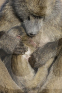 Chacma baboon (Papio ursinus) with baby, Kruger national park, South Africa, May 2017