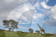 Giraffe (Giraffa camelopardalis), Kgalagadi transfrontier park, Northern Cape, South Africa, February 2017