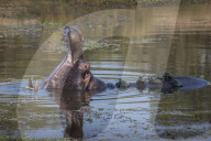 Hippopotamus (Hippopotamus amphibius) with terrapins, Kruger national park, South Africa, May 2017
