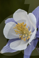 Blue Columbine or Colorado Columbine (Aquilegia coerulea), San Juan National Forest, Colorado, USA