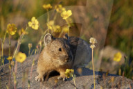 American Pika (Ochotona princeps) among yellow wildflowers, San Juan National Forest, Colorado, USA
