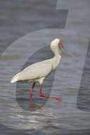 African Spoonbill (Platalea alba), Selous Game Reserve, Tanzania