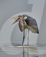 Marabou Stork (Leptoptilos crumeniferus) feeding on a Vundu or Big Catfish (Heterobranchus longifilis)h, Selous Game Reserve, Ta