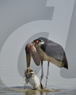 Marabou Stork (Leptoptilos crumeniferus) feeding on a Vundu or Big Catfish (Heterobranchus longifilis)h, Selous Game Reserve, Ta