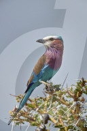 Racket-Tailed Roller (Coracias spatulata), Selous Game Reserve, Tanzania