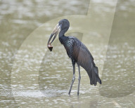 African Open-Billed Stork or African Openbill (Anastomus lamelligerus) with a snail, Selous Game Reserve, Tanzania