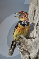 Crested Barbet (Trachyphonus vaillantii), Selous Game Reserve, Tanzania