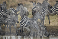 Group of Common Zebra or Plains Zebra or Burchell's Zebra (Equus burchelli) drinking, Mikumi National Park, Tanzania