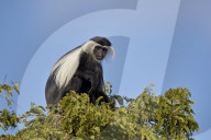 Angola Colobus, Angolan Black-And-White Colobus, or Angolan Colobus (Colobus angolensis), Selous Game Reserve, Tanzania