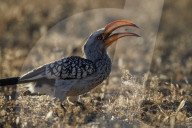Southern Yellow-Billed Hornbill (Tockus leucomelas) flipping a seed, Kgalagadi Transfrontier Park (encompasing the former Kalaha