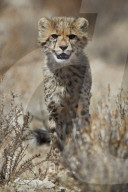 Cheetah (Acinonyx jubatus) cub, Kgalagadi Transfrontier Park (encompasing the former Kalahari Gemsbok National Park), South Afri