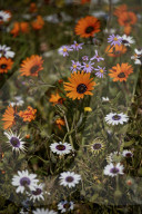 African Daisy or Gousblom (Arctotis hirsuta), White African Daisy, Cape Rain-Daisy, or Witbotterblom (Dimorphotheca pluvialis),