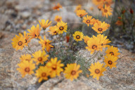 Namaqualand Daisy or Jakkalsblom (Dimorphotheca sinuata), Namakwa, Namaqualand, South Africa