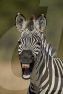 Common Zebra or Plains Zebra or Burchell's Zebra (Equus burchelli) yawning, Ruaha National Park, Tanzania