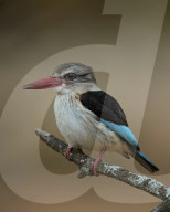Brown-Hooded Kingfisher (Halcyon albiventris), Kruger National Park, South Africa