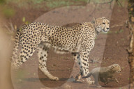 Cheetah (Acinonyx jubatus) mother and cub, Kruger National Park, South Africa