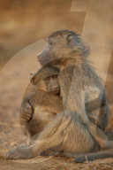 Chacma Baboon (Papio ursinus) comforting a young one, Kruger National Park, South Africa