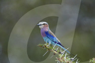 Lilac-Breasted Roller (Coracias caudata), Selous Game Reserve, Tanzania