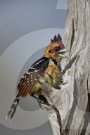 Crested Barbet (Trachyphonus vaillantii) with a raised crest, Selous Game Reserve, Tanzania