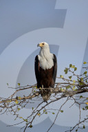 African Fish Eagle (Haliaeetus vocifer), Selous Game Reserve, Tanzania
