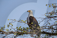 African Fish Eagle (Haliaeetus vocifer), Selous Game Reserve, Tanzania