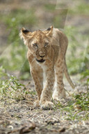Lion (Panthera leo) cub, Selous Game Reserve, Tanzania