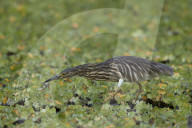 Madagascar Squacco Heron, Madagascar Pond-Heron, or Malagasy Pond-Heron (Ardeola idae), Selous Game Reserve, Tanzania