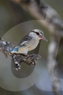 Striped Kingfisher (Halcyon chelicuti), male, Selous Game Reserve, Tanzania