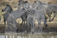 Group of Common Zebra or Plains Zebra or Burchell's Zebra (Equus burchelli) drinking, Mikumi National Park, Tanzania