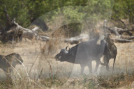Two male Lion (Panthera leo) attacking a Cape Buffalo or African Buffalo (Syncerus caffer), Ruaha National Park, Tanzania