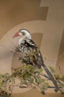 Ruaha Hornbill, Ruaha Red-Billed Hornbill, or Tanzanian Red-Billed Hornbill (Tockus ruahae), Ruaha National Park, Tanzania