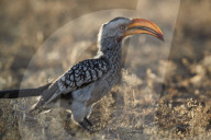 Southern Yellow-Billed Hornbill (Tockus leucomelas), Kgalagadi Transfrontier Park, South Africa