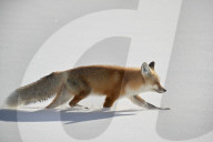 Red Fox (Vulpes vulpes or Vulpes fulva) running in the snow in winter, Grand Teton National Park, Wyoming, USA