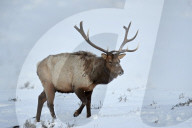 Elk (Cervus canadensis) bull in the snow in winter, Yellowstone National Park, Wyoming, USA
