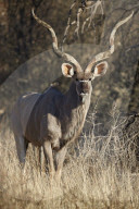 Greater Kudu (Tragelaphus strepsiceros) bull, Kgalagadi Transfrontier Park, South Africa