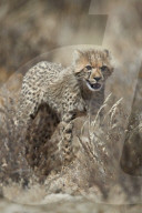 Cheetah (Acinonyx jubatus) cub, Kgalagadi Transfrontier Park, South Africa