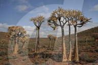 Quiver Tree or Kokerboom (Aloe dichotoma), Gannabos, Namakwa, Namaqualand, South Africa