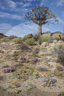Quiver Tree or Kokerboom (Aloe dichotoma) with Bittergousblom (Arctotis fastuosa), Namakwa, Namaqualand, South Africa