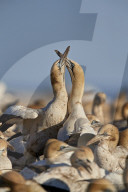 Cape Gannet (Morus capensis) pair necking, Bird Island, Lambert's Bay, South Africa