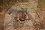 Chacma Baboon (Papio ursinus) infant riding on its mother and nursing, Kruger National Park, South Africa