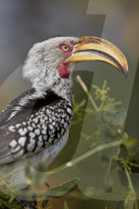 Southern Yellow-Billed Hornbill (Tockus leucomelas), Kruger National Park, South Africa
