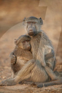 Chacma Baboon (Papio ursinus) comforting a young one, Kruger National Park, South Africa