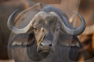 Yellow-Billed Oxpecker (Buphagus africanus) on a Cape Buffalo (Syncerus caffer), Kruger National Park, South Africa